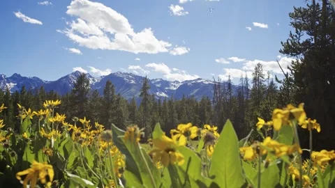 Vibrant Yellow Flowers with Mountain View Stock Footage 303945997