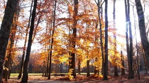 Vibrant Yellow Foliage High Contrast Sky Stock Footage 346196193