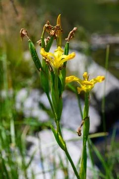 Vibrant yellow iris in bloom. Fotos de archivo
