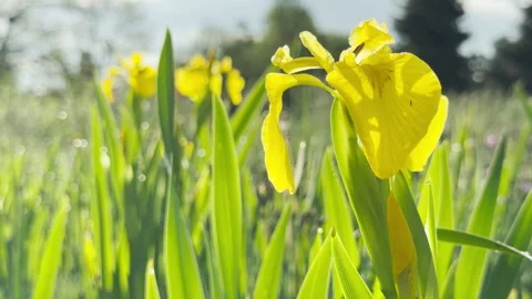 Vibrant Yellow Iris Blossoms Glow Amidst Tall Green Leaves in a Sunny Field Stock Footage 335914137