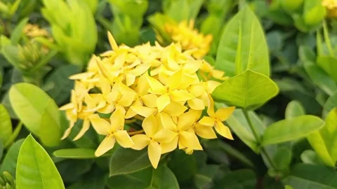 Vibrant Yellow Ixora Cluster Amidst Lush Green Foliage Stock Footage 287780942
