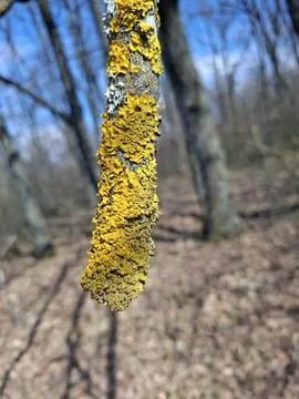 Vibrant yellow lichen grows on tree branch in sunny spring forest landscape Stock-Fotos
