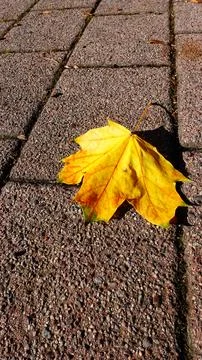 A Vibrant Yellow Maple Leaf Resting on a Textured Stone Pathway in Autumn Stock Photos