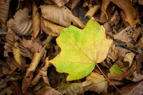 A vibrant yellow maple leaf resting on a bed of dry brown fallen leaves in .. Stock-Fotos