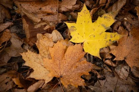 A vibrant yellow maple leaf stands out against a backdrop of brown Stock Photos