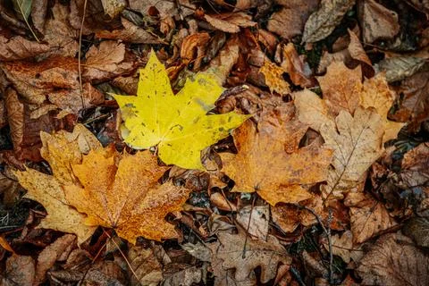 A vibrant yellow maple leaf stands out against a backdrop of brown Stock Photos
