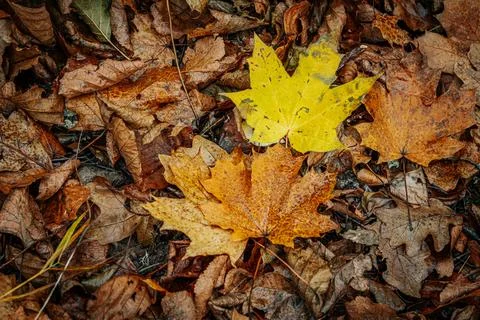 A vibrant yellow maple leaf stands out against a backdrop of brown Stock Photos