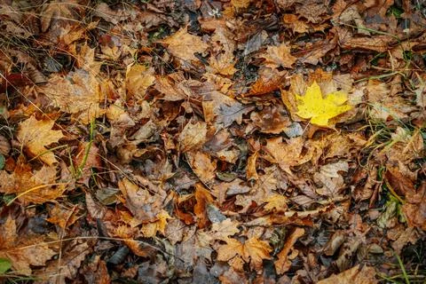 A vibrant yellow maple leaf stands out against a backdrop of brown Stock Photos