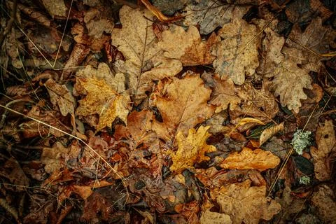 A vibrant yellow maple leaf stands out against a backdrop of brown Stock Photos