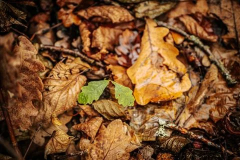 A vibrant yellow maple leaf stands out against a backdrop of brown Stock Photos