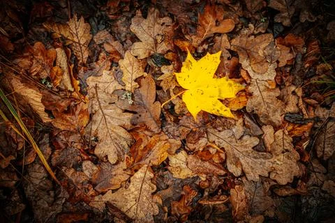 A vibrant yellow maple leaf stands out against a backdrop of brown Foto stock