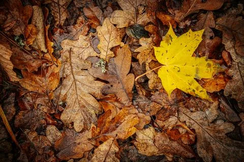 A vibrant yellow maple leaf stands out against a backdrop of brown Stock Photos