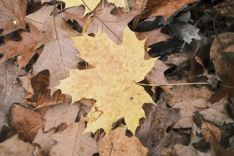 A vibrant yellow maple leaf stands out against a backdrop of brown oak leaves Foto stock