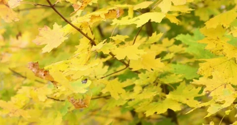 Vibrant yellow maple leaves gently swaying on branches in autumn sunlight Stock Footage 339070995