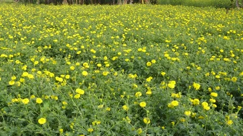 Vibrant Yellow Marigold Field Stock-Footage 332536749