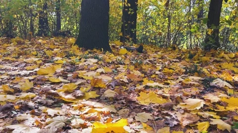 Vibrant yellow-orange fallen maple leaves on the ground filmed in backlit. Video stock 321147935