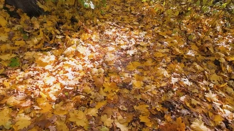 The vibrant yellow-orange fallen maple leaves on the ground filmed in backlit. Stock Footage 323880977
