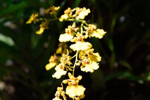 Vibrant Yellow Orchids. Stock Photos