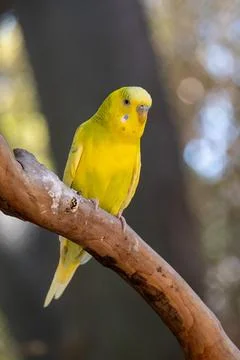 Vibrant yellow parakeet perching on a thick tree branch at Guadalajara Zoo Stock Photos