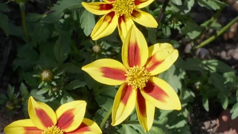 Vibrant yellow petals with bold red centers glow in sunlight. Green leaves Stock Footage 343696076