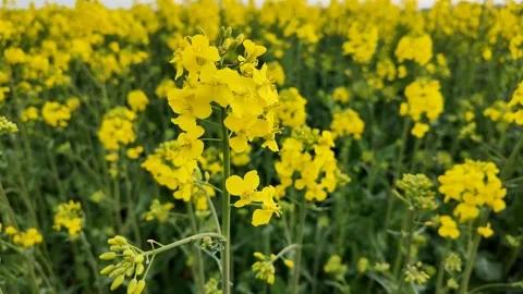 Vibrant Yellow Rapeseed Field Close Up Stock Footage 306912823