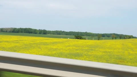 Vibrant Yellow Rapeseed Field View From Moving Vehicle Along Highway Vidéo 343542775