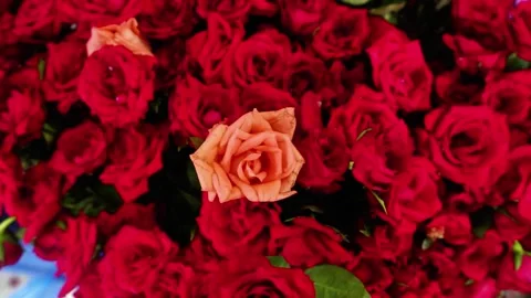 Vibrant yellow rose among multiple pink roses Stock Footage 320958801