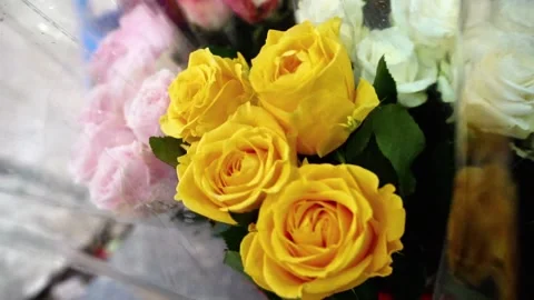 Vibrant yellow rose in full bloom Stock Footage 320958545