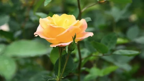 Vibrant Yellow Roses in Full Bloom Glistening with Fresh Dew in Spring Stock Footage 341918391