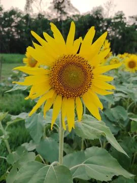 A vibrant yellow sunflower with its petals fully open faces the viewer in a.. 스톡 사진
