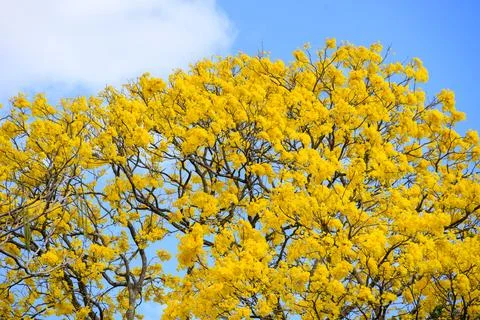 Vibrant Yellow Tabebuia Tree in Full Bloom Under Blue Sky Stock Photos