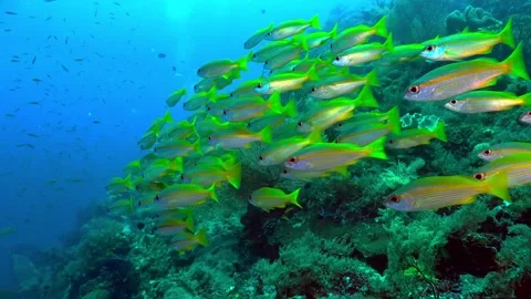 Vibrant Yellow-Tailed Snapper School Swims Over a Coral Reef Stock Footage 301032403