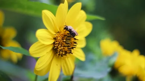 Vibrant yellow thin-leaved sunflower with buzzing bees in a garden. Stock Footage 255083284