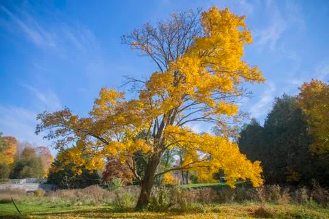 Vibrant yellow tree and fall foliage with sky in background, Stock Photos
