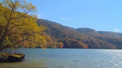 Vibrant Yellow Tree Beside Blue Water Stock Footage 346195837