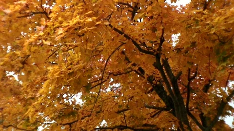 Vibrant yellow tree Vídeo Stock 543807