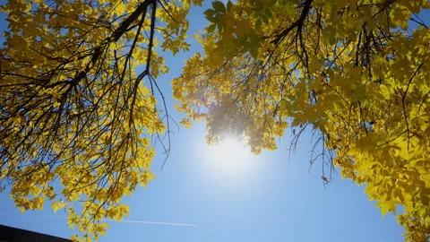 Vibrant yellow trees cast warm shadows on a residential street full of fallen Stock-Footage 304432624