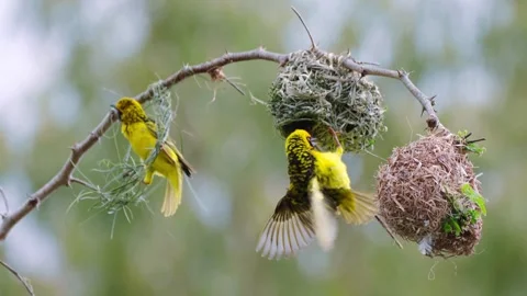 Vibrant Yellow Weaver Bird Attends Intricately Woven Nest Stock Footage 322213853