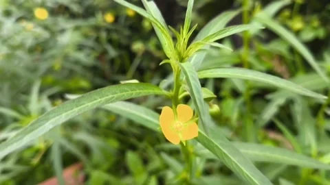 Vibrant yellow wild flower Stock Footage 336675688