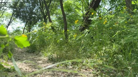 Vibrant Yellow Wildflowers Along a Dirt Path in a Green Summer Forest Stock Footage 339286653
