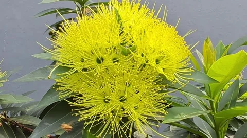 Vibrant Yellow Xanthostemon Flowers Vídeo Stock 331421814
