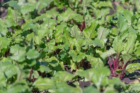 Vibrant young beetroot plants thrive under warm spring sunlight in a lush g.. Stock Photos