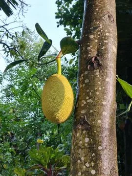 Vibrant Young Jackfruit Hanging from Tree Trunk, Lush Tropical Foliage Back.. Stock Photos
