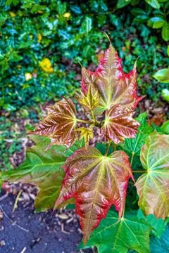 Vibrant Young Maple Leaves Stockfoto's