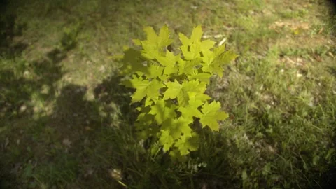 Vibrant Young Maple Sapling Emerging on a Sunlit Lawn, Symbol of New Growth and Stock Footage 257766056