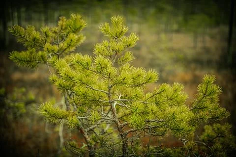 A vibrant young pine tree stands out against a blurred backdrop of autumnal Stock Photos