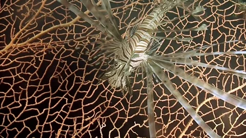 Vibrant Zebra Winged Fish Pterois volitans in Colorful Coral Ecosystems Stock Footage 295311140