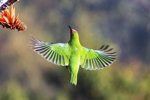 VibrantGolden-fronted Leafbird Hovering in Flight Near Bright Orange Flower Stock Photos