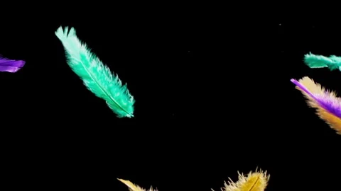 Vibrantly colored feather falling down on a black backgorund, slow motion Stock Footage 322511473