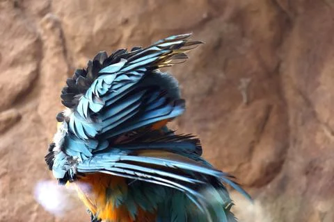Vibrantly colored parrot showcasing its striking feathers against a natural r Stock Photos